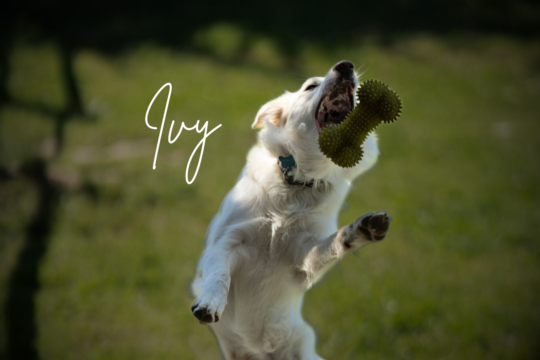 Willowcreek Border Collies | CBCA Registered Border Collies