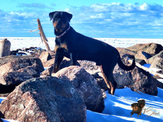 Von Stoisch Rottweilers Enr.