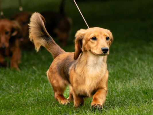Astraea Miniature Long-Haired Dachshunds