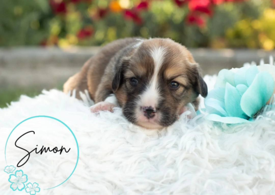 Traveling Gypsy Corgis