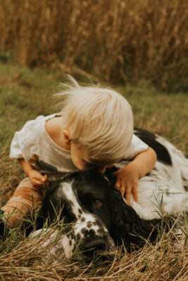 Pureheart English Springer Spaniels