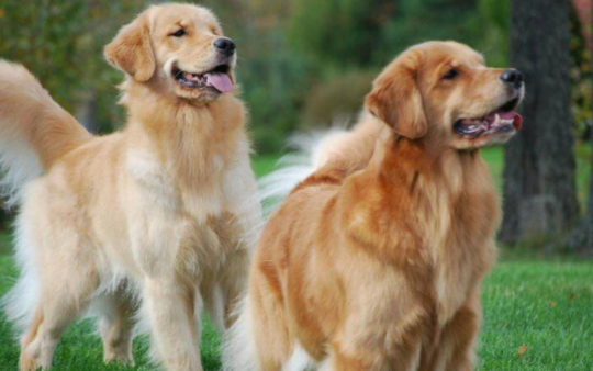 Nikmor Goldens | Golden Retrievers