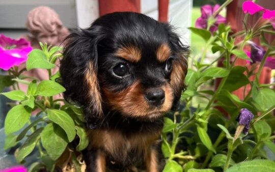 Puppy Tails Cavaliers | C.K.C Registered Cavalier King Charles Spaniels.