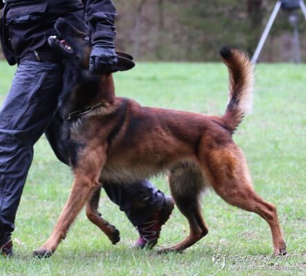 Belgian Malinois | CKC Registered