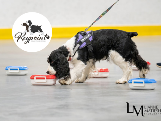Keypoint Springer Spaniels