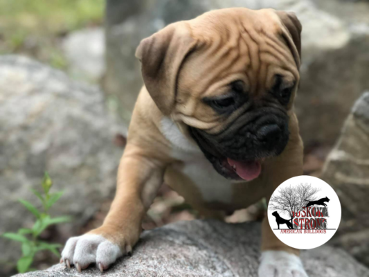 Muskoka Strong American Bulldogs