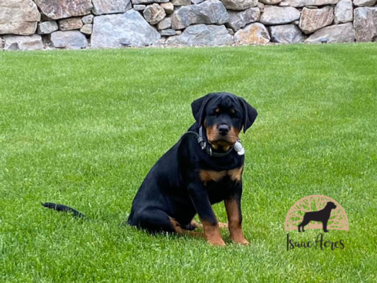 Isaac Acres | CKC Rottweilers