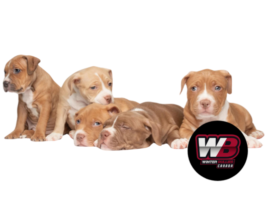 Winter Bullies | American Bullies