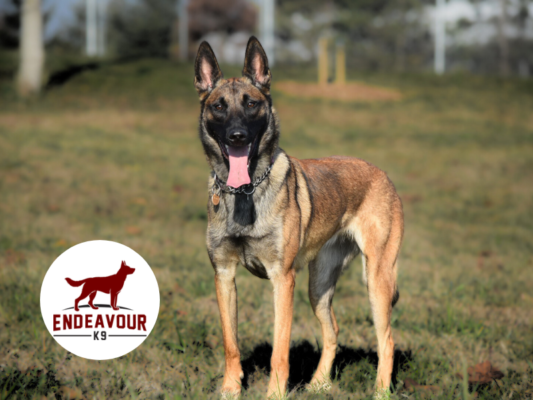 Belgian Malinois | CKC Registered