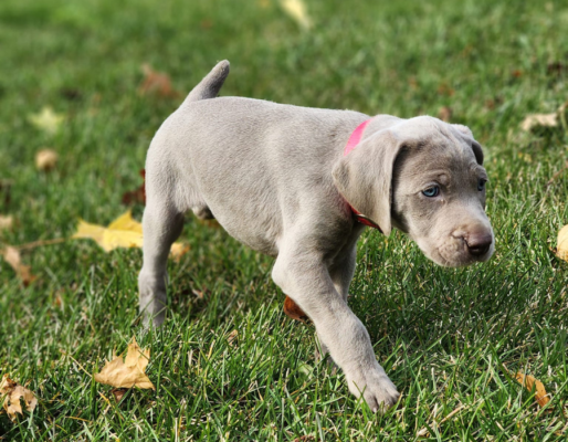 Simplicity Weimaraner’s | CKC Registered