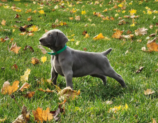 Simplicity Weimaraner’s | CKC Registered