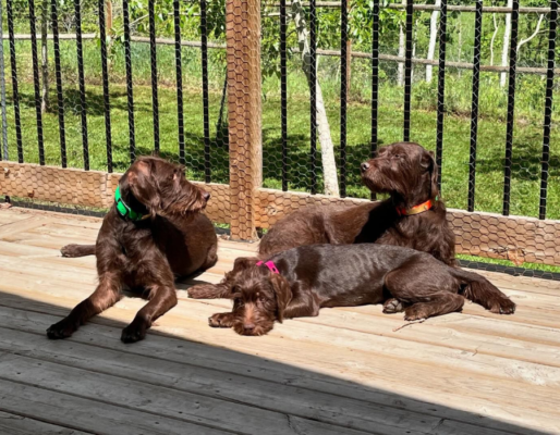 Harvesthills Pudelpointers