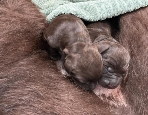 Harvesthills Pudelpointers