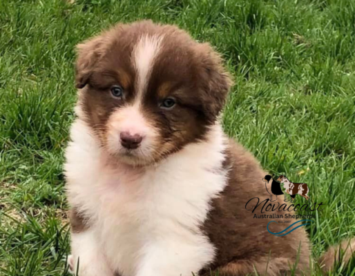 Welcome To Novacoast Australian Shepherds