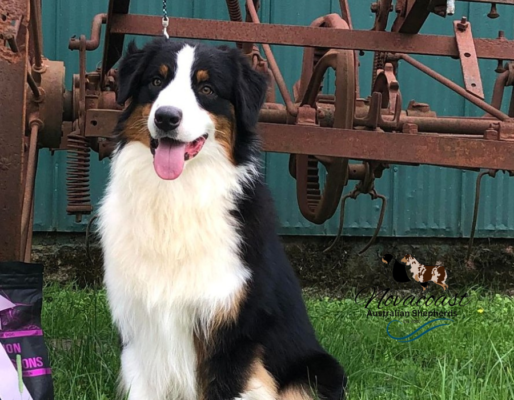 Welcome To Novacoast Australian Shepherds