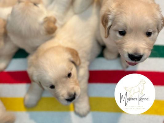 Mujeres Kennel| Registered Golden Retrievers