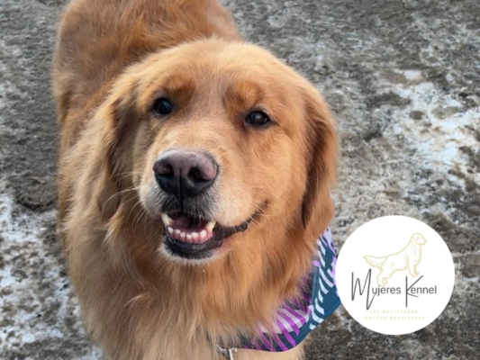 Mujeres Kennel| Registered Golden Retrievers