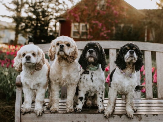 Plymouth Kennels – Chilliwack Cocker Spaniels