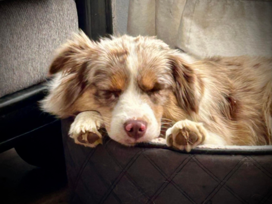 Renaissance Farms | RF Miniature American Australian Shepherds