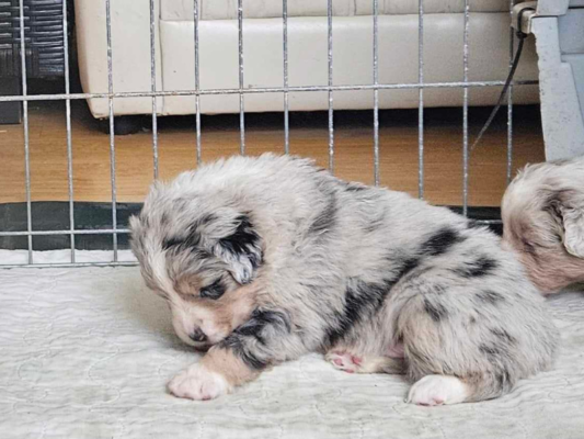 Renaissance Farms | RF Miniature American Australian Shepherds