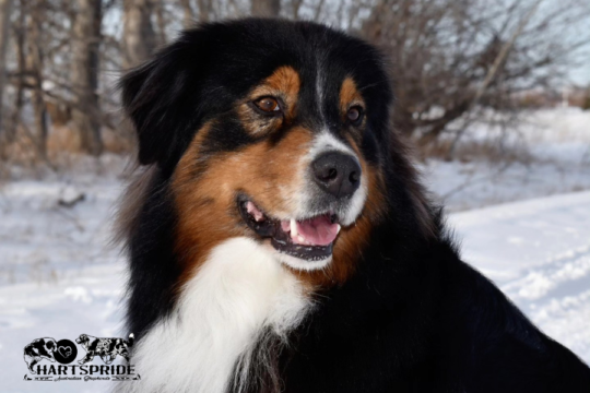 Hartspride Australian Shepherds | CKC Registered
