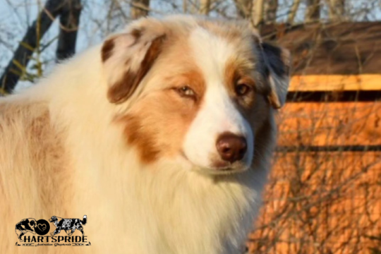 Hartspride Australian Shepherds | CKC Registered