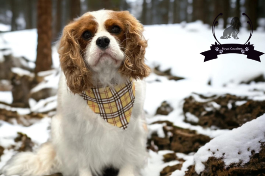 CKC/AKC Royal Cavaliers