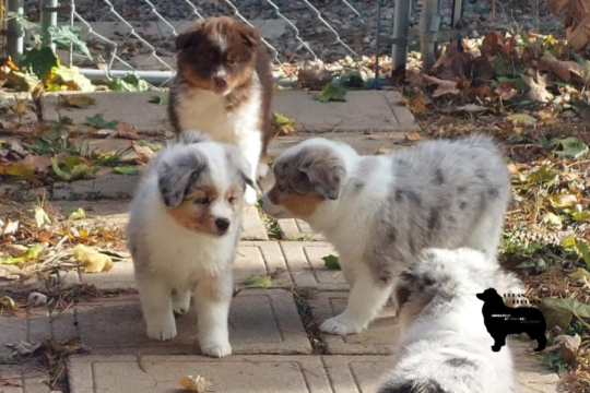 Urban Legends | Miniature Australian Shepherds