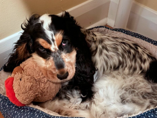 Julius Rose English Cockers