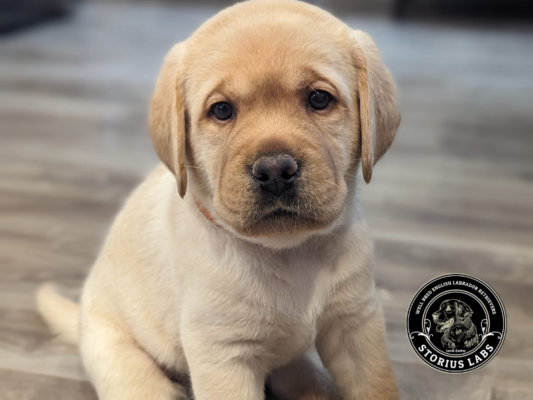 Storius English Labrador Retrievers