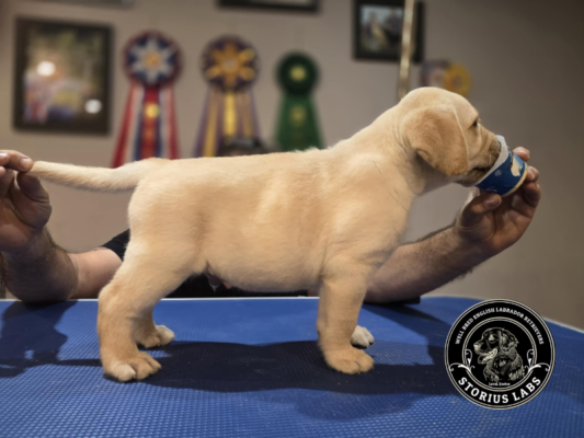 Storius English Labrador Retrievers