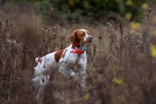 Welcome to Tanki Brittany’s