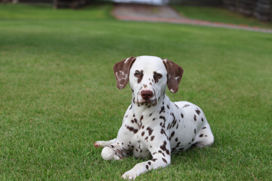 Echoview Dalmatians