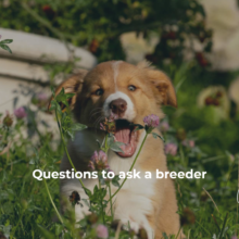 Questions to Ask a Breeder Before Buying a Puppy