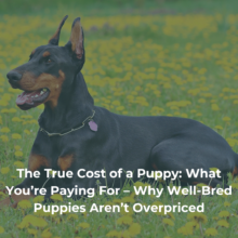 True Cost of a Puppy