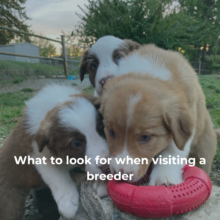 What to Look for When Visiting a Breeder in Person