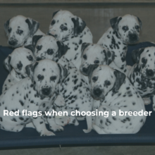 Red Flags When Choosing a Breeder
