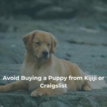 Why You Should Avoid Buying a Puppy from Kijiji or Craigslist
