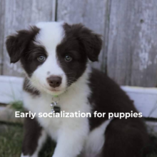 Early socialization for puppies