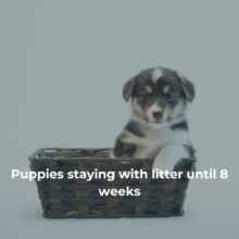 Puppies staying with litter until 8 weeks