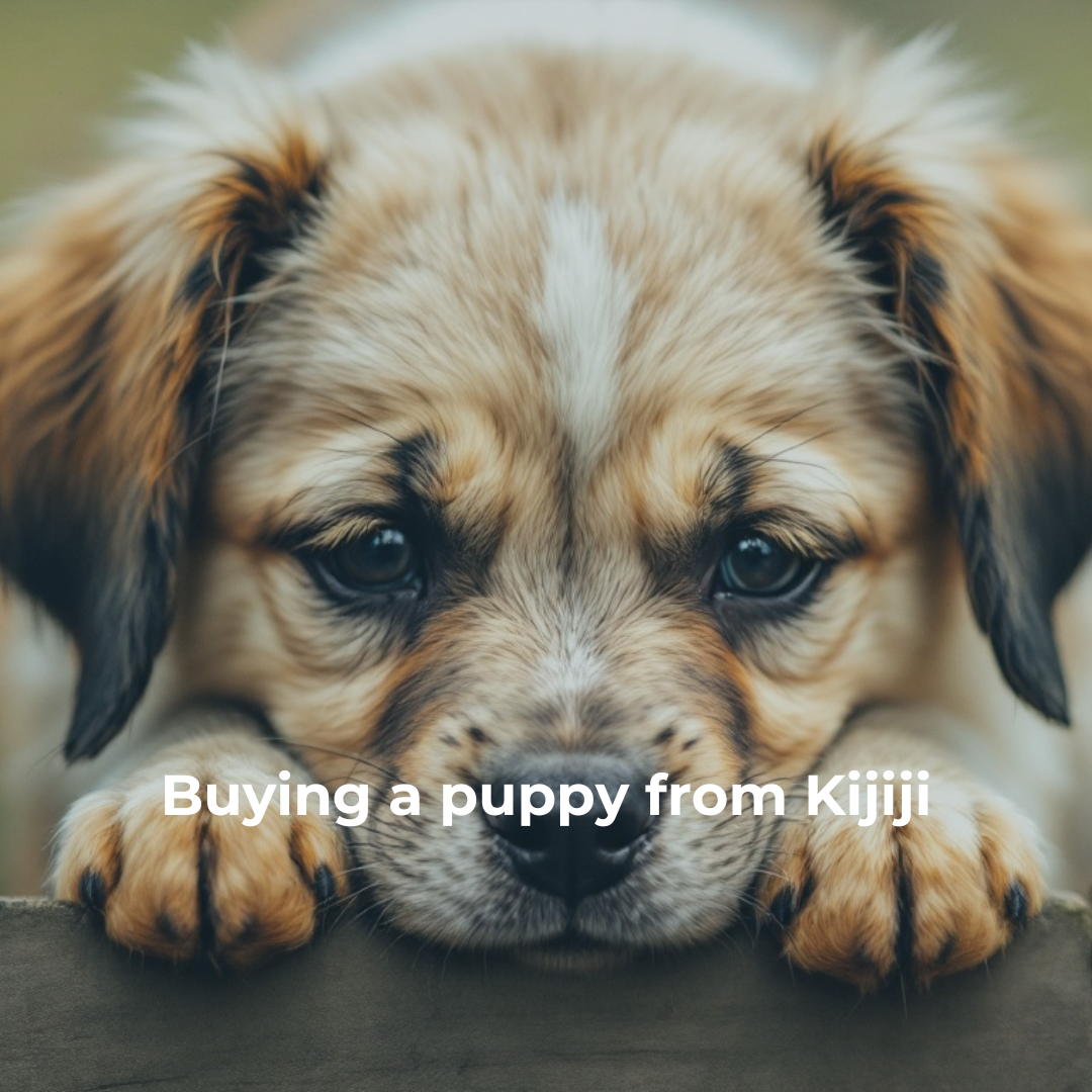 buying a puppy from Kijiji