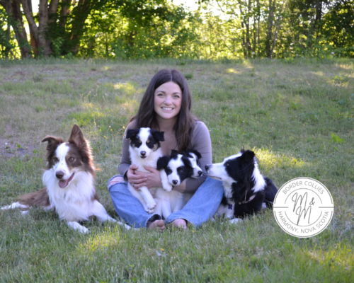 M&M Border Collies 