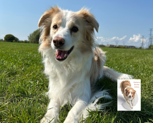 Extreme Border Collies