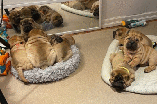 Welcome to Nixon Wrinkle Ranch