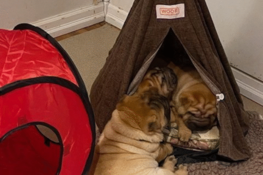 Welcome to Nixon Wrinkle Ranch