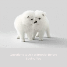 Questions to Ask a Dog Breeder