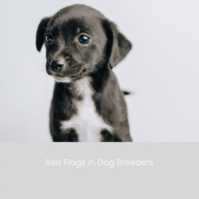 Red Flags in Dog Breeders
