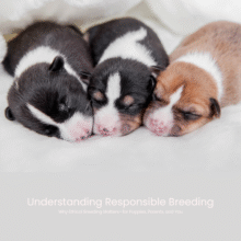 Understanding Responsible Breeding, Ethical Breeding Matters