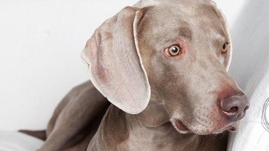 Wynder Weimaraners
