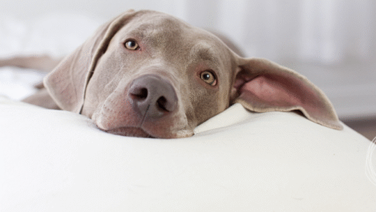 Wynder Weimaraners